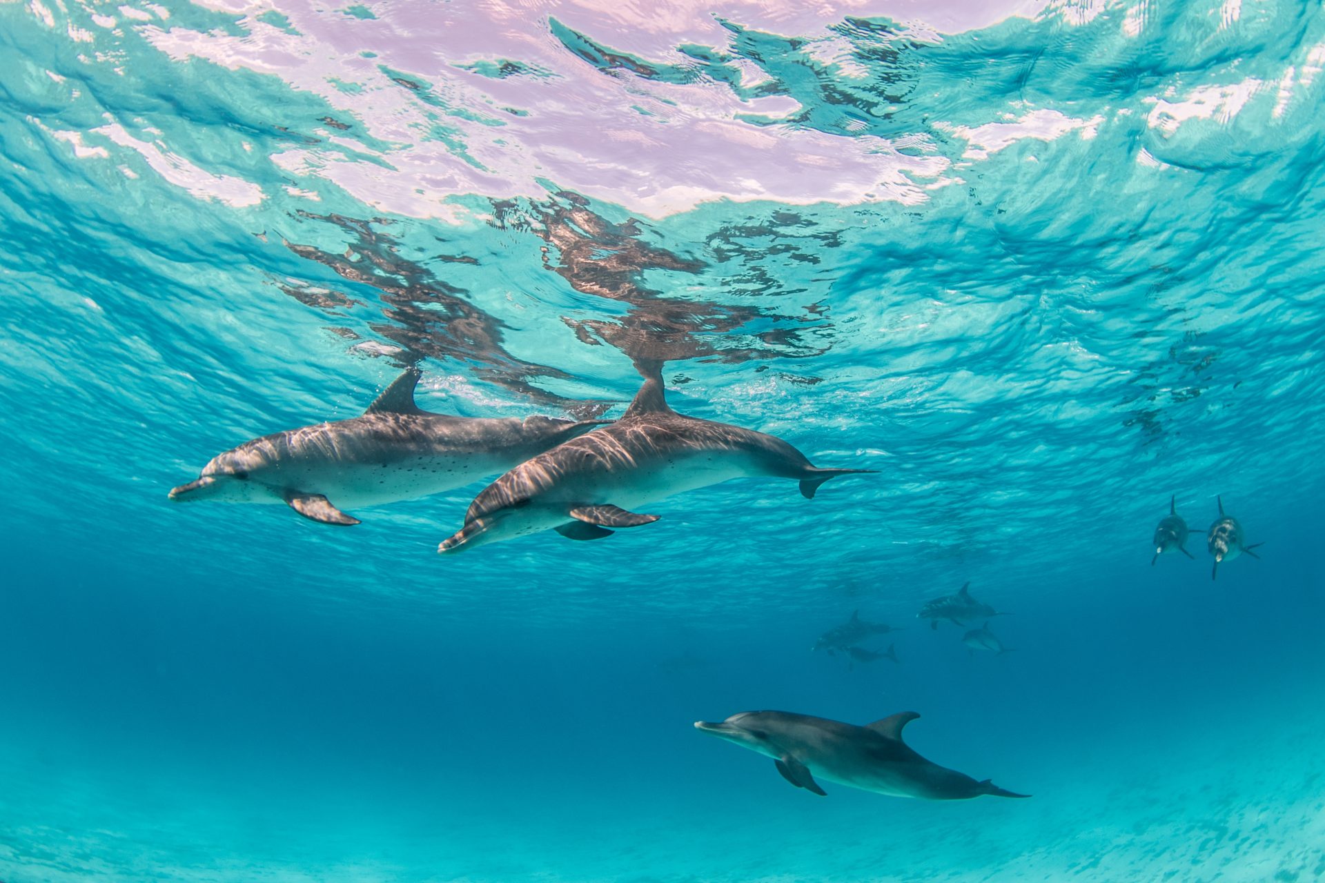Dolphins Image