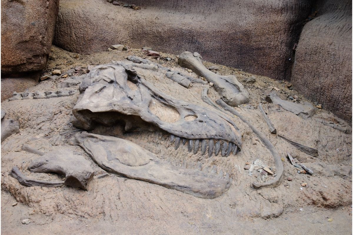 Dino Bones Image