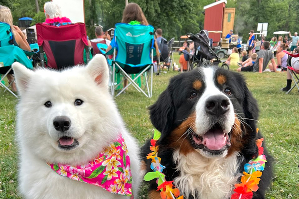 Camping with a Dog
