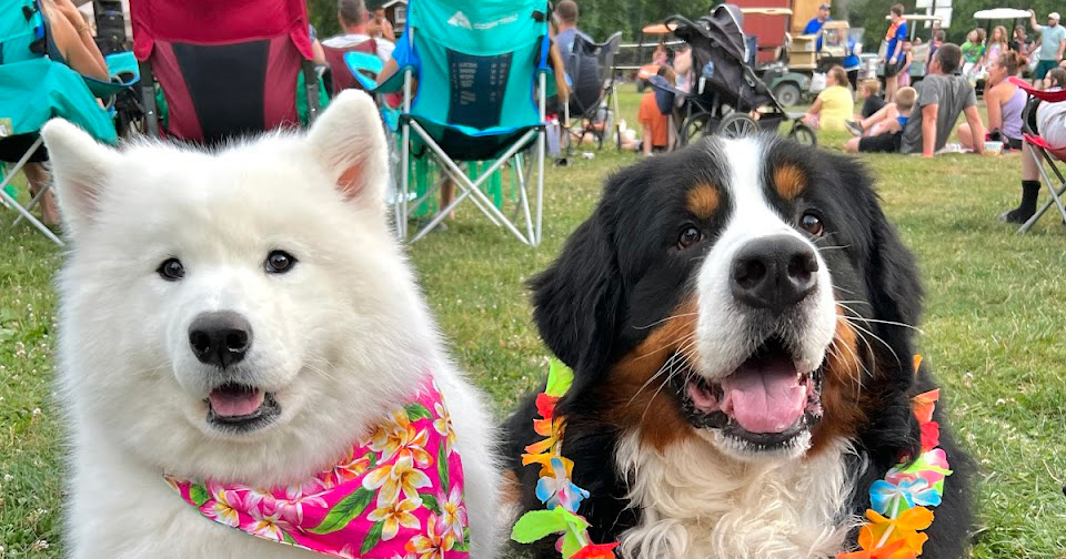 Camping with a Dog: 10 Essentials for a Pawsome Adventure